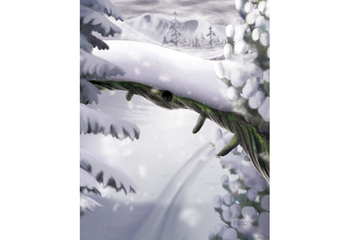 Winter Spruce Illustration